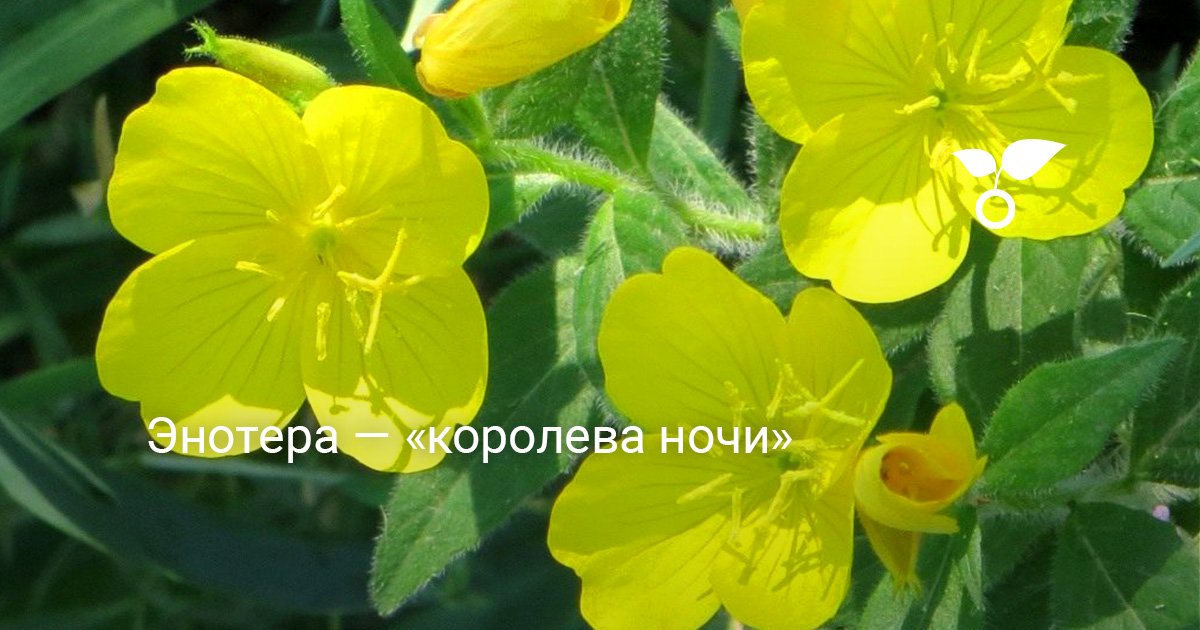 Энотера — «королева ночи». Ослинник. Выращивание, посадка из семян ...