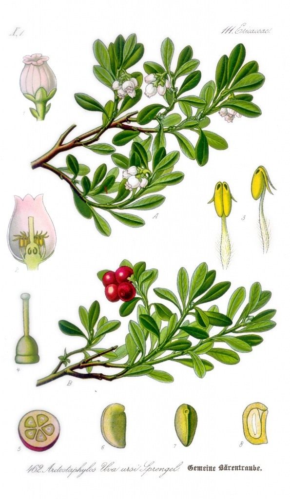 Толокнянка обыкновенная. Ботаническая иллюстрация из книги О. В. Томе «Flora von Deutschland, Osterreich und der Schweiz», 1885