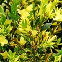 Самшит «Latifolia maculata»