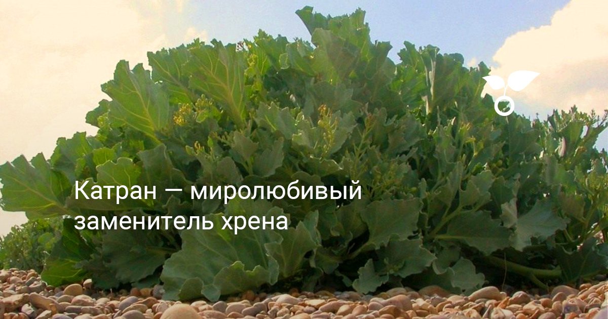 Катран растение. Катран (crambe cordifolia). Катрин приморский растение. Катран сердцелистный. Как вырастить катран.