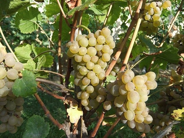 О морозоустойчивом винограде. Фото — Ботаничка
