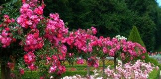 Миксбордер из Штамбовых роз, роз флорибунда и мирта