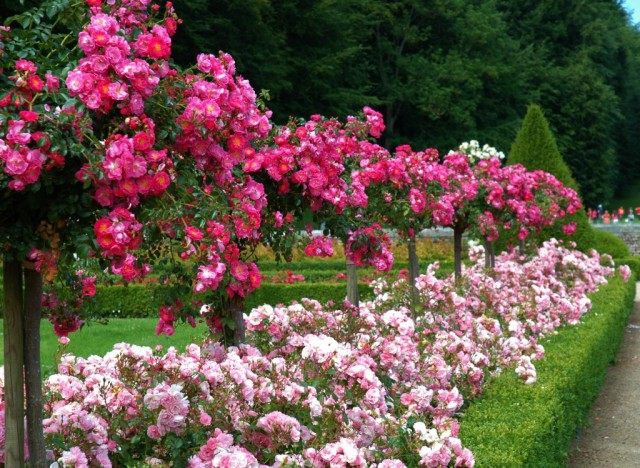 Миксбордер из Штамбовых роз, роз флорибунда и мирта