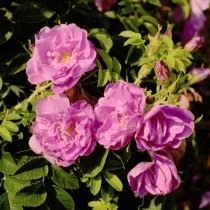 Роза, сорт 'Purple Rоadrunner' селекции Kordes