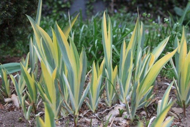 Ирис бледный (Iris pallida)