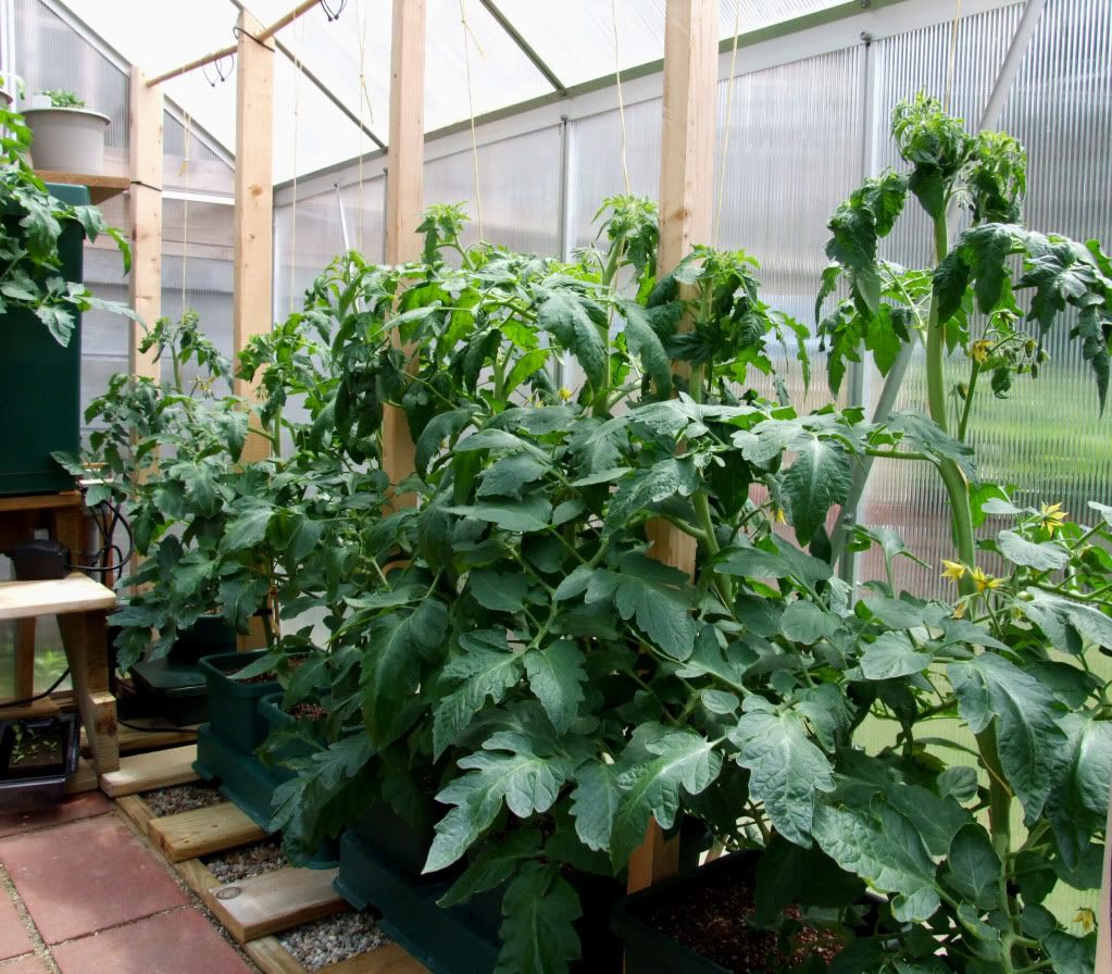 Как добиться высокого урожая томатов при выращивании в теплицах? Фото —Ботани��ка