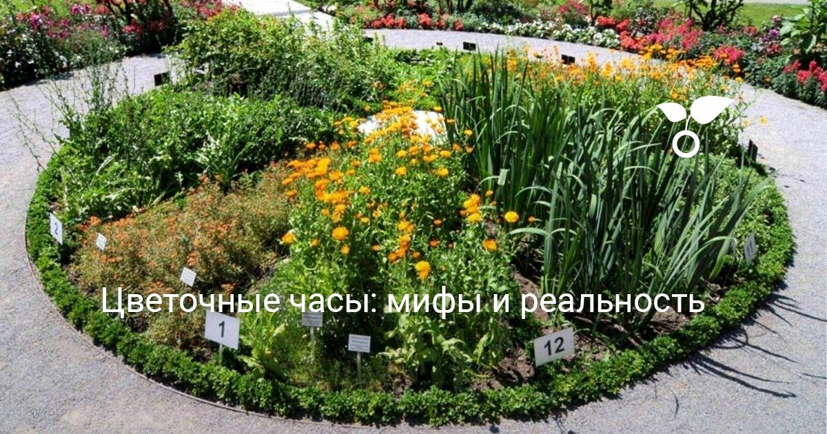 Цветочные часы: мифы и реальность