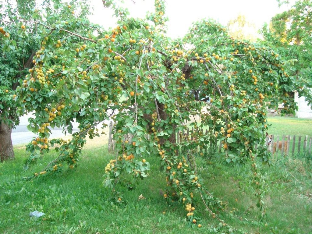 Выращивание абрикосов в средней полосе. Зимостойкие сорта. Уход. Фото —Ботаничка