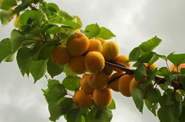 Плоды абрикоса на ветке, сорт «Мускат»