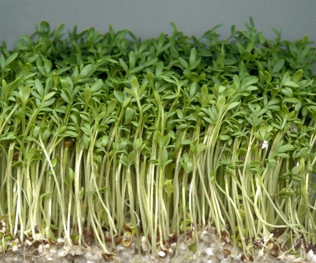 Клоповник посевной, или Кресс-салат, молодые растения