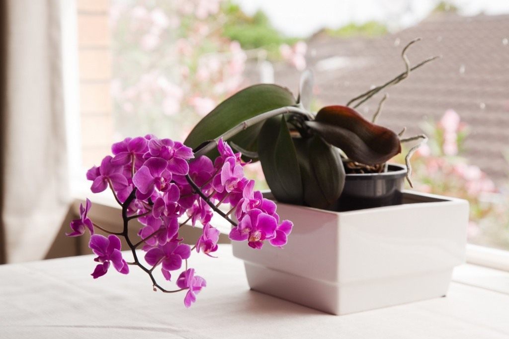 Уход орхидей в домашних условиях для начинающих купить обои цветы с птицами