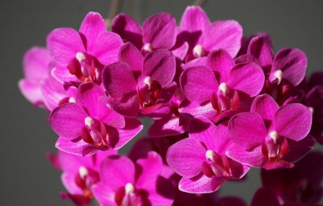 Орхидея фаленопсис розовый гибрид