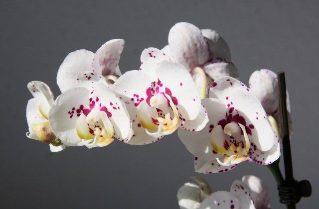 Орхидея фаленопсис Hybride weiß gefleckt
