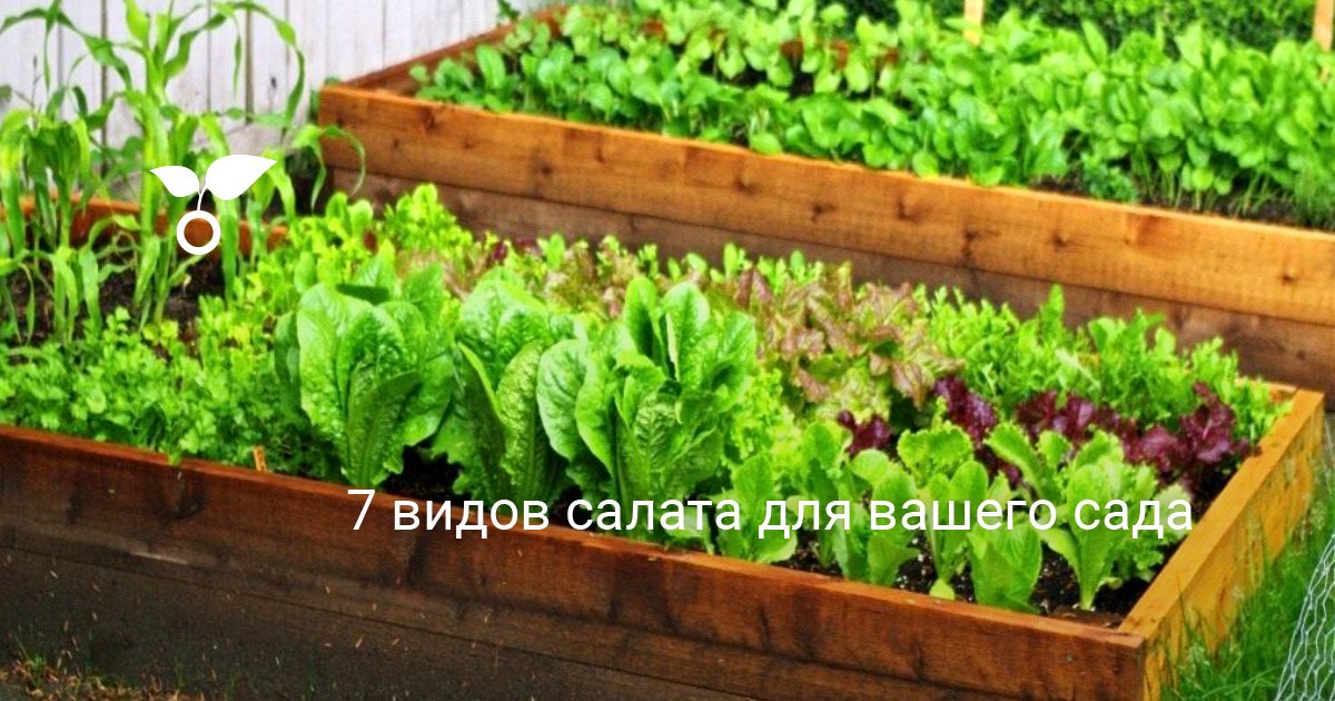 7 видов салата для вашего сада. Лучшие сорта. Посев, выращивание и уход ...