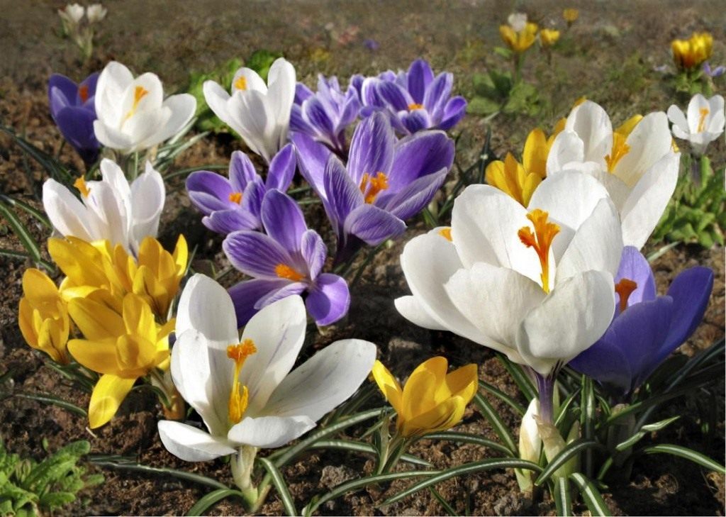 Какого цвета цветок крокус. Крокус Шафран весенний. Крокус весенний Crocus vernus. Крокус Ялта. Крокус Vanguard.
