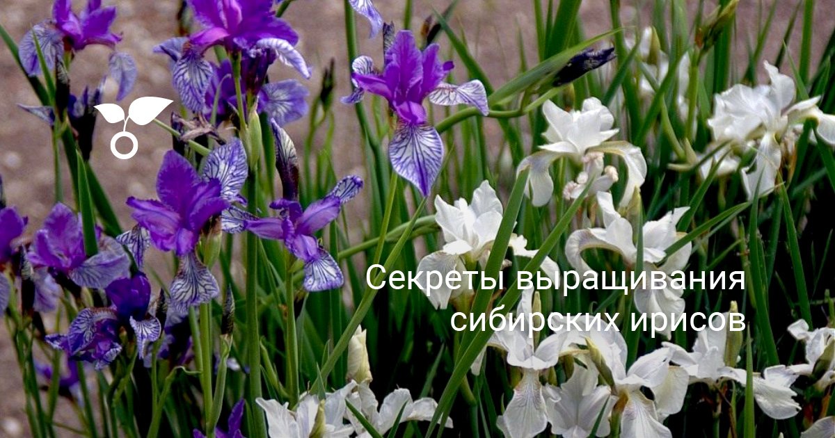 Секреты выращивания сибирских ирисов. Посадка и уход. Описание, фото ...