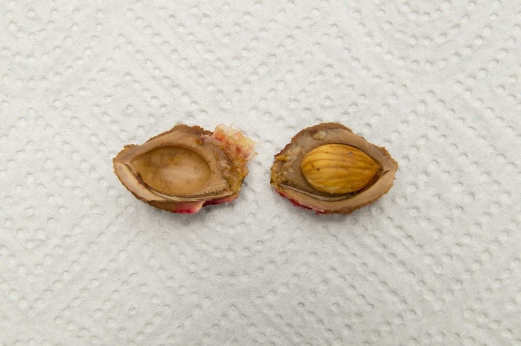 Как вырастить персик из косточки? — Ботаничка