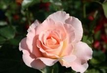 Роза «Рококо» (Rokoko)
