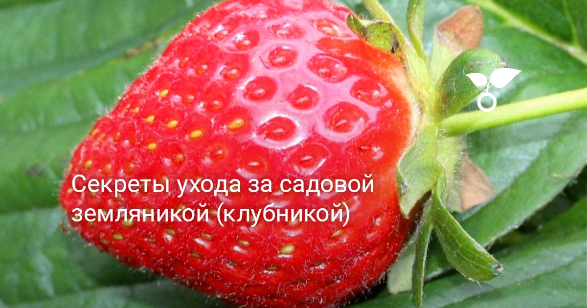 Выращивание клубники на высоких грядках по финской технологии | В саду (баштрен.рф)