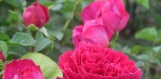 Кустовая роза «Othello»