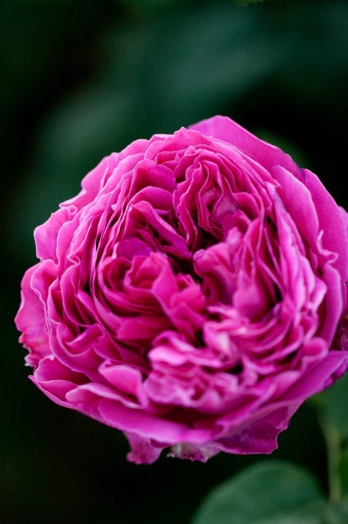 Особенности и характеристика сорта розы Отелло