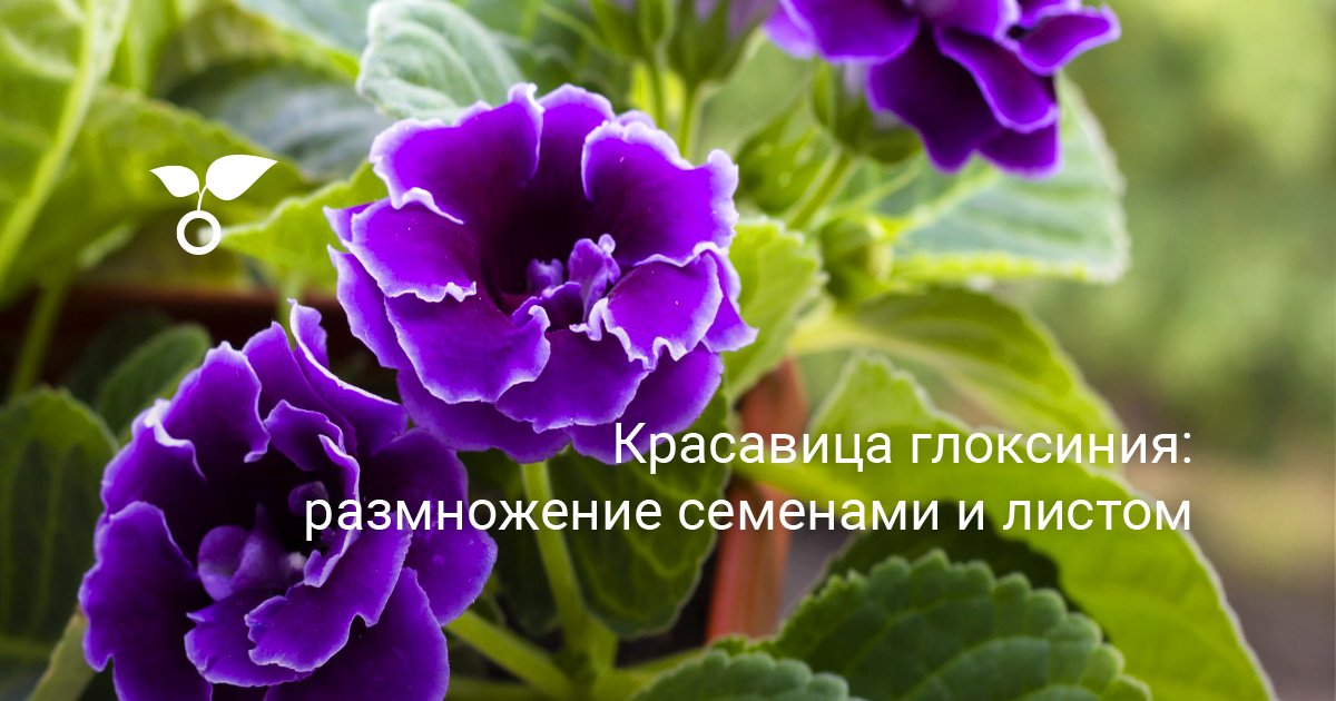Красавица глоксиния: размножение семенами и листом — Ботаничка