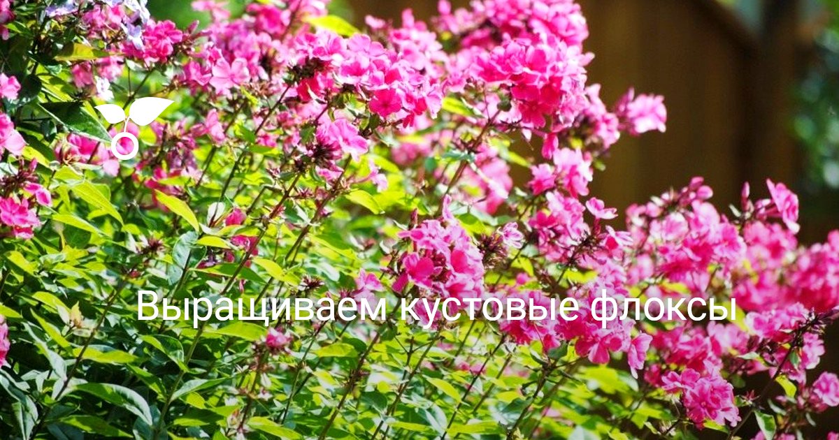 Выращиваем кустовые флоксы. Посадка, уход, размножение. Фото — Ботаничка