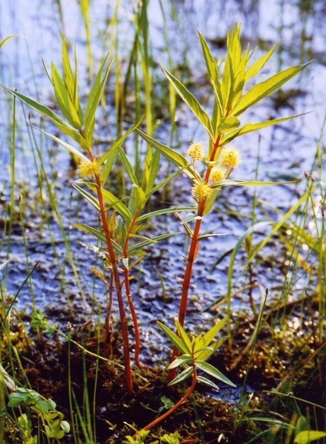 Вербейник, или Кизляк кистецветный, или Наумбургия кистецветковая (Lysimachia thyrsiflora)