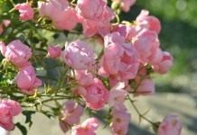 Роза садовая, сорт «Летний ветер» (Summerwind)