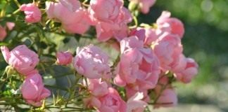 Роза садовая, сорт «Летний ветер» (Summerwind)