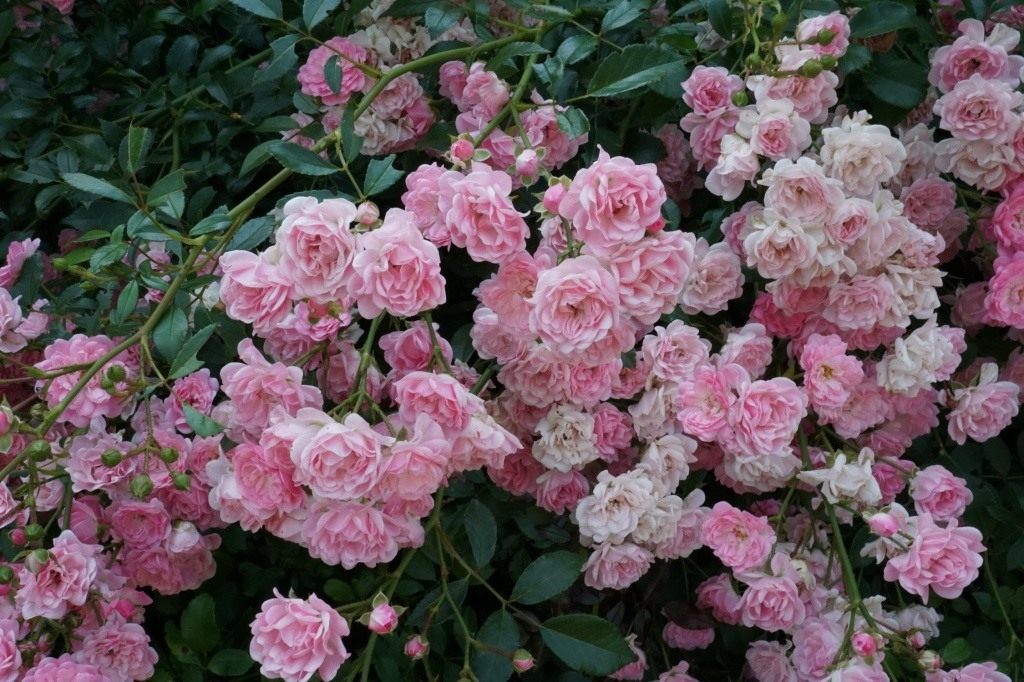 Выносливая королева почвопокровных роз «Фея». Фото — Ботаничка