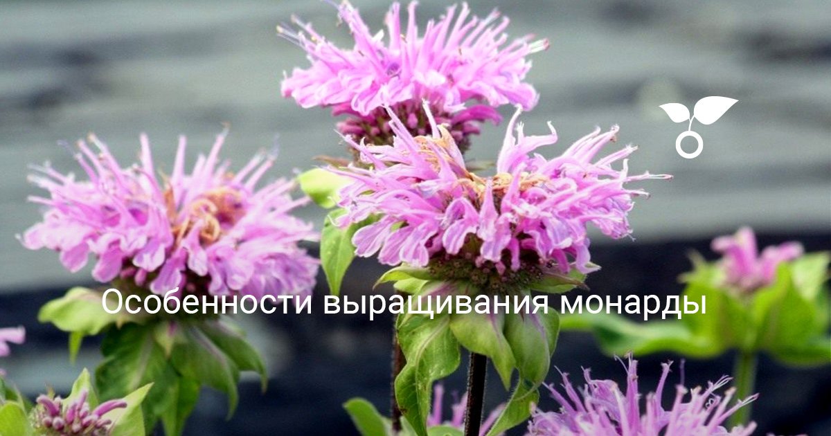 Особенности выращивания монарды. Посадка и уход. Фото — Ботаничка