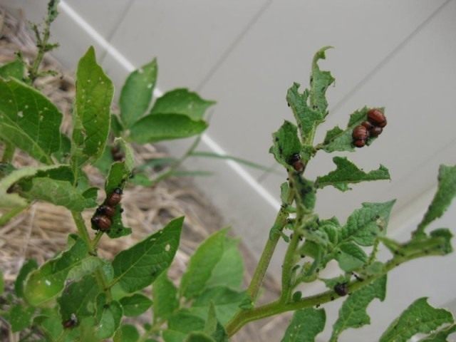 Растение, объеденное личинками колорадского жука
