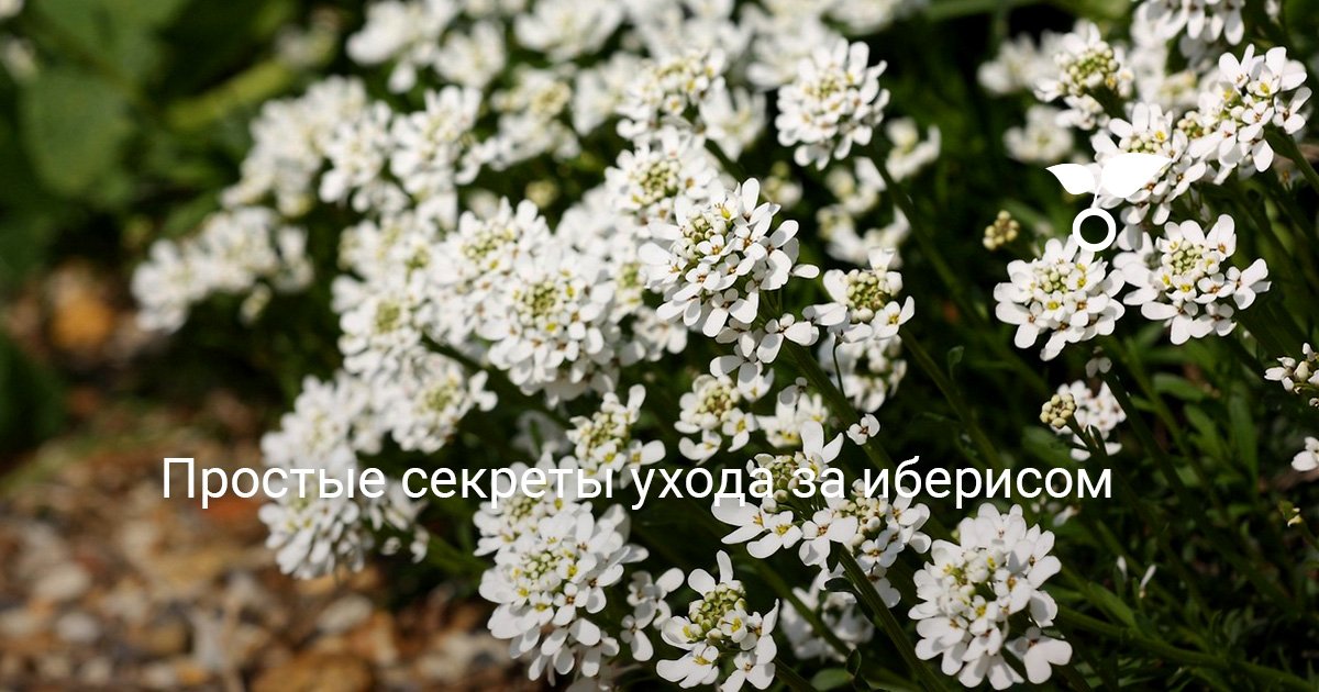 Иберис александрит. (иберис вечнозеленый). Иберис вечнозеленый 'snowflake'. Иберис всходы фото. Иберийка крымская.