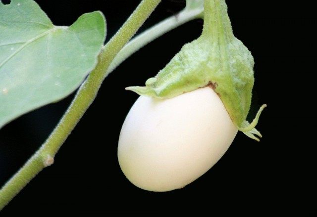 Мини-баклажан «Белое яйцо»