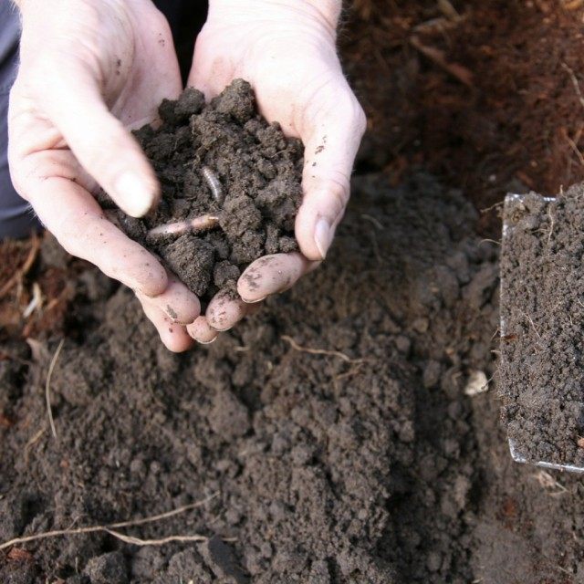 Суглинистая почва