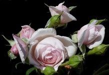 Роза «Наследие» (Rosa ‘Heritage’)