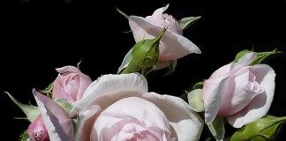 Роза «Наследие» (Rosa ‘Heritage’)
