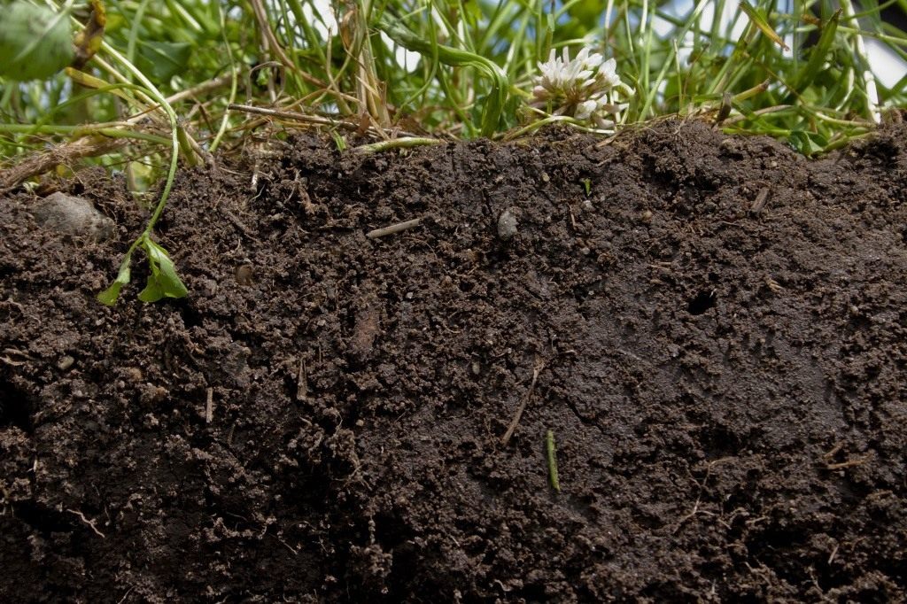 Виды почв, их особенности и способы улучшения. Основные типы почв. Фото —Ботаничка