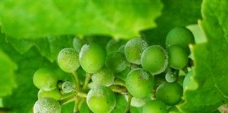 Оидиум или настоящая мучнистая роса на винограде