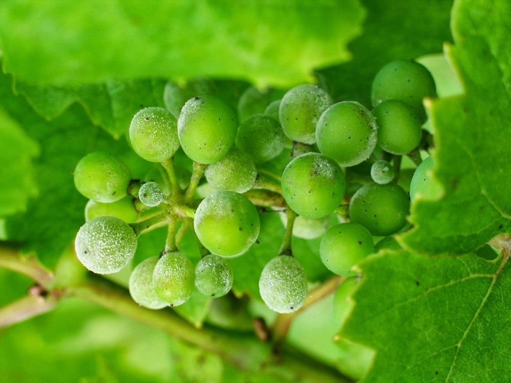 Защита винограда от грибковых заболеваний . Как бороться с гнилями,мучнистой росой. Средства, фото — Ботаничка