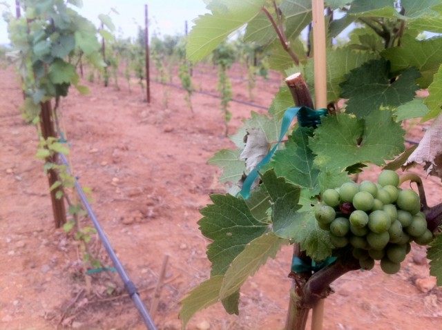 Виноград на молодых побегах винограда