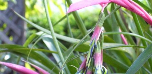 Бильбергия поникающая (Billbergia nutans)
