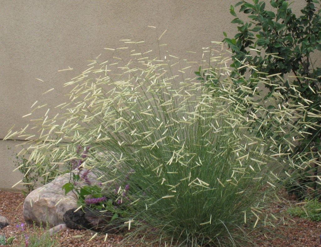Бутелуа — растение изящного злака: характеристика, особенности и преимущества