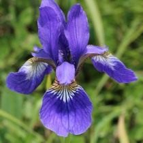 Ирис восточный (Iris sanguinea)