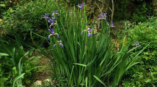 Ирисы ложные, или спуриа ирисы (Iris spuria)