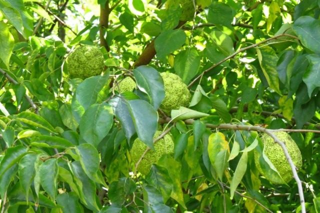 Маклюра оранжевая, или маклюра яблоконосная (Maclura pomifera)