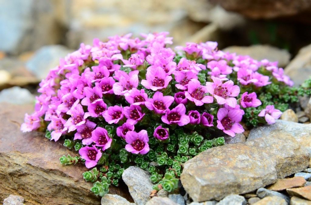 7 лучших почвопокровных растений для альпинария. Список почвопокровников с  фото — Страница 5 из 8 — Ботаничка