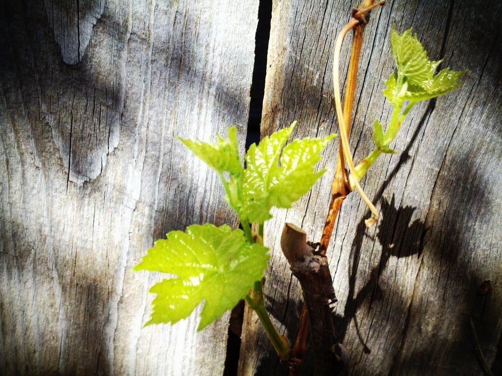 Вегетативное размножение винограда — Ботаничка