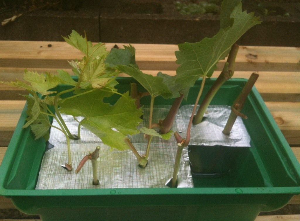 Вегетативное размножение винограда — Ботаничка